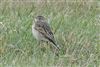 Richard's Pipit