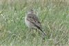 Richard's Pipit