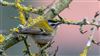 Firecrest