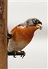 Brambling