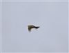Richard's Pipit at Newport Pagnell, Newport Pagnell, Buckinghamshire. Photographed by Michael Haberfield on 20th February 2025.