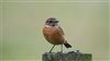 Stonechat