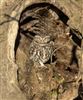 Little Owl