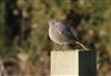 Black Redstart