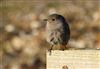 Black Redstart