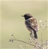 Stonechat