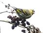 Siskin