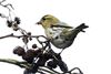 Siskin