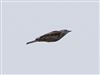 Mistle Thrush