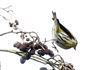 Siskin