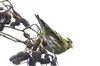 Siskin