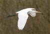 Great White Egret