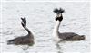 Great Crested Grebe