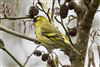 Siskin