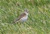 Richard's Pipit at Newport Pagnell, Newport Pagnell, Buckinghamshire. Photographed by Michael Haberfield on 23rd February 2025.
