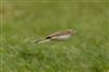 Richard's Pipit at Newport Pagnell, Newport Pagnell, Buckinghamshire. Photographed by Michael Haberfield on 23rd February 2025.