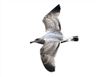 Herring Gull