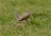 Richard's Pipit at Newport Pagnell, Newport Pagnell, Buckinghamshire. Photographed by Michael Haberfield on 23rd February 2025.