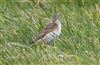 Richard's Pipit at Newport Pagnell, Newport Pagnell, Buckinghamshire. Photographed by Michael Haberfield on 23rd February 2025.