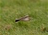 Richard's Pipit at Newport Pagnell, Newport Pagnell, Buckinghamshire. Photographed by Michael Haberfield on 23rd February 2025.