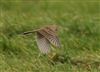 Richard's Pipit at Newport Pagnell, Newport Pagnell, Buckinghamshire. Photographed by Michael Haberfield on 23rd February 2025.