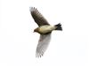 Skylark