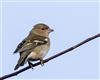 Chaffinch