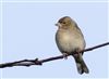 Chaffinch