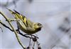 Siskin