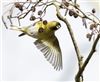 Siskin