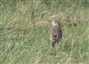 Photo of Richard's Pipit at Newport Pagnell, Newport Pagnell, Buckinghamshire. Taken by Paul Gibbs on 25th February 2025.