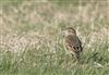Photo of Richard's Pipit at Newport Pagnell, Newport Pagnell, Buckinghamshire. Taken by Paul Gibbs on 25th February 2025.