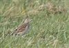 Photo of Richard's Pipit at Newport Pagnell, Newport Pagnell, Buckinghamshire. Taken by Paul Gibbs on 25th February 2025.