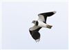 Lapwing