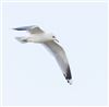 Common Gull