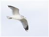 Common Gull
