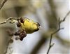 Siskin