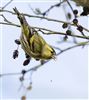 Siskin