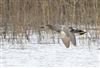 Gadwall