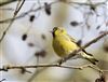 Siskin