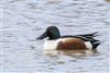 Shoveler