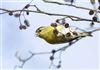 Siskin