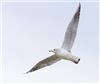 Black-headed Gull