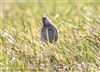 Photo of Richard's Pipit at Newport Pagnell, Newport Pagnell, Buckinghamshire. Taken by Tony James on 27th February 2025.