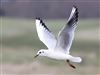 Black-headed Gull