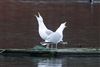 Herring Gull
