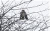 Buzzard