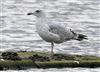 Herring Gull