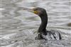 Cormorant