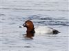 Pochard at Willen Lake South, Willen Lakes, Buckinghamshire. Photographed by Michael Haberfield on 17th February 2025.